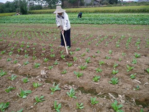 薅草图片,薅草之美